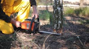 Millersburg, OR Tree Removal Company